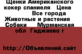 Щенки Американского кокер спаниеля › Цена ­ 15 000 - Все города Животные и растения » Собаки   . Мурманская обл.,Гаджиево г.